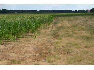 Property photo 2 - 41 +/- Acres Offered in 2 Tracts - Tillable Land & Building Site